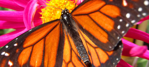 Greenburg Nature Center Live Butterfly Exhibit big_butterfly