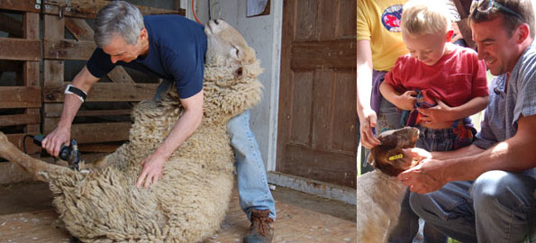 Baa..Baa..Baa.. Sheep Shearing at Glynwood Farm Baa..Baa..Baa.. Sheep Shearing at Glynwood Farm