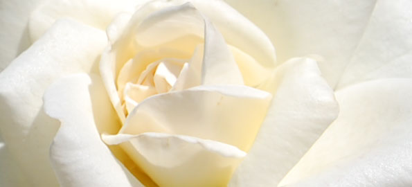 white_rose
