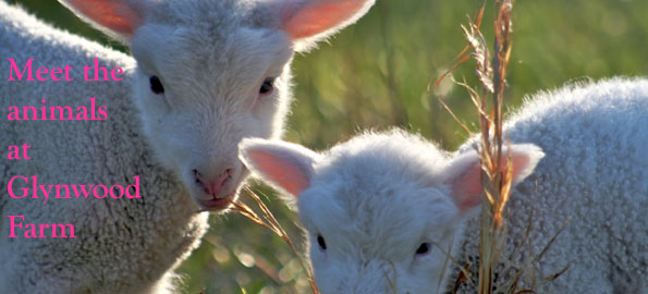 Farm Fun Together Farm Fun Together