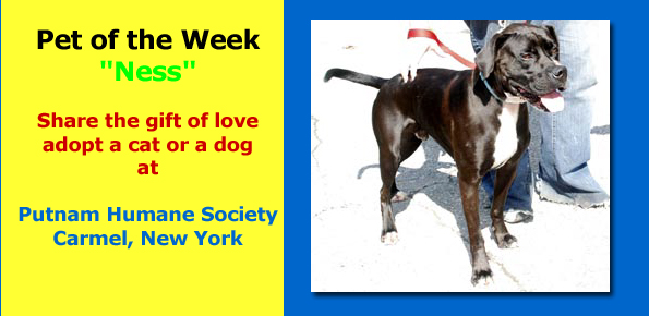 ness_petoftheweek