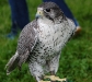 blue_beak.jpg
