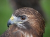 red_tailed_hawk_upclose.jpg