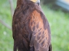 regal_sideshot.jpg