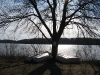 tree_lake_gleneida.jpg