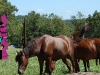 collab_concepts_art_horses.jpg