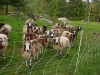 jacob_sheep.jpg