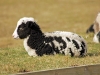 jacobsheep5.jpg