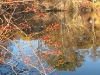 lakecassecranberry.jpg