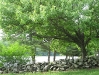 lakecassetree1lake.jpg