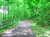 nctwalkingthedogs.jpg
