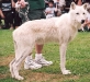 wildwolf.jpg
