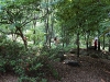 canfieldwoodretreat.jpg
