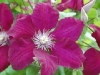 stonecrop13.jpg