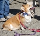 Strutt Your Mutt 2008