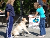 Strutt Your Mutt 2008