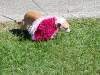 Strutt Your Mutt 2008