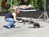 Strutt Your Mutt 2008