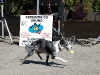 Strutt Your Mutt 2008