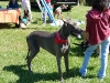 Strutt Your Mutt 2008