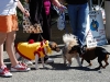 Strutt Your Mutt 2008