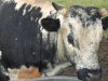 cow_tilly_foster_farm.jpg