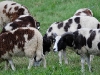 tilly_foster_jacob_sheepfe.jpg