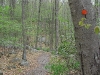 The Red Trail