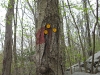 The Yellow Trail